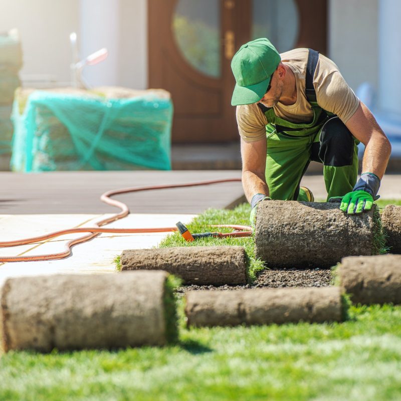 Professional Landscaper Installing New Grass Turfs in a Garden